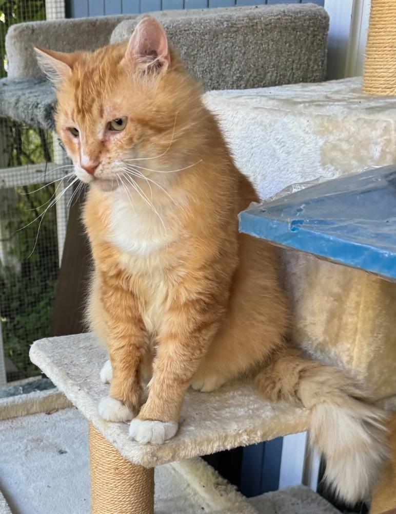 Enlarge Buddy, an adopted Domestic Medium Hair in Beaverton, OR image 6/6