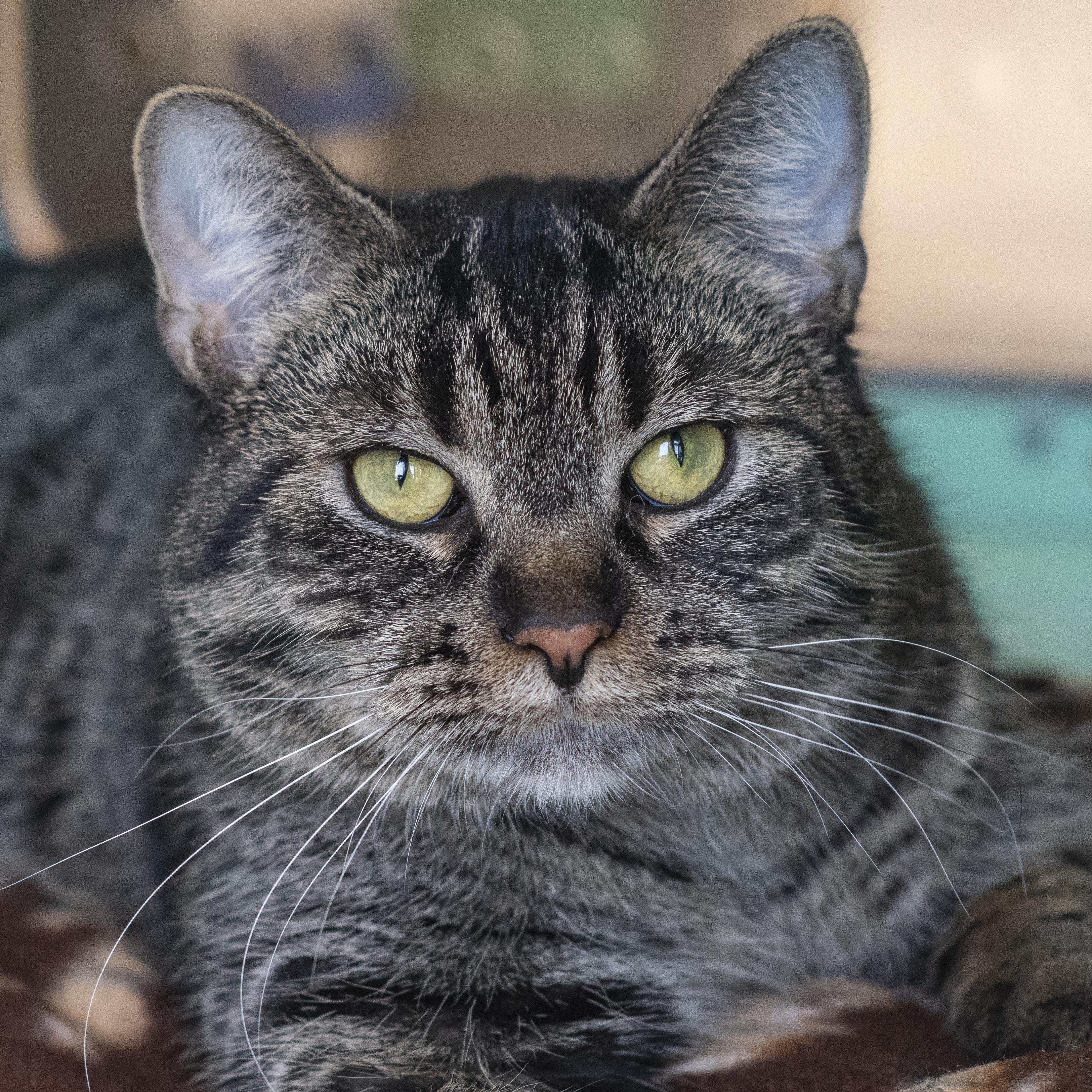 Shayla, Adoptable, Young Female Domestic Short Hair.