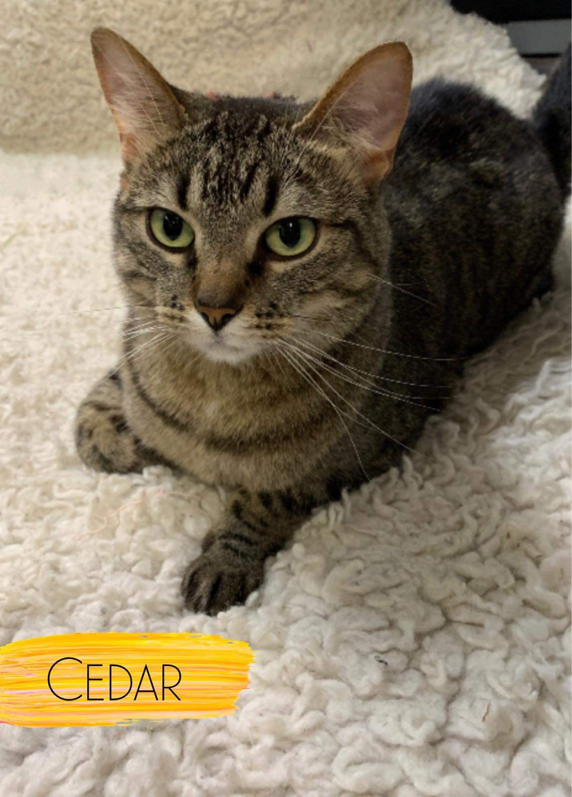Cedar, adoptable, Adult Female Domestic Short Hair.