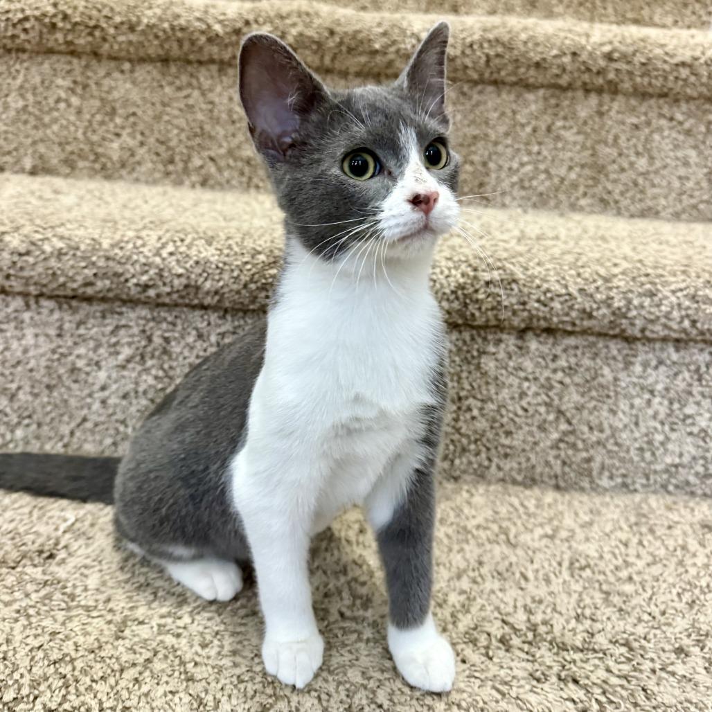 Ace, a Adoptable mixed breed in Grand Rapids, MN image 1/2