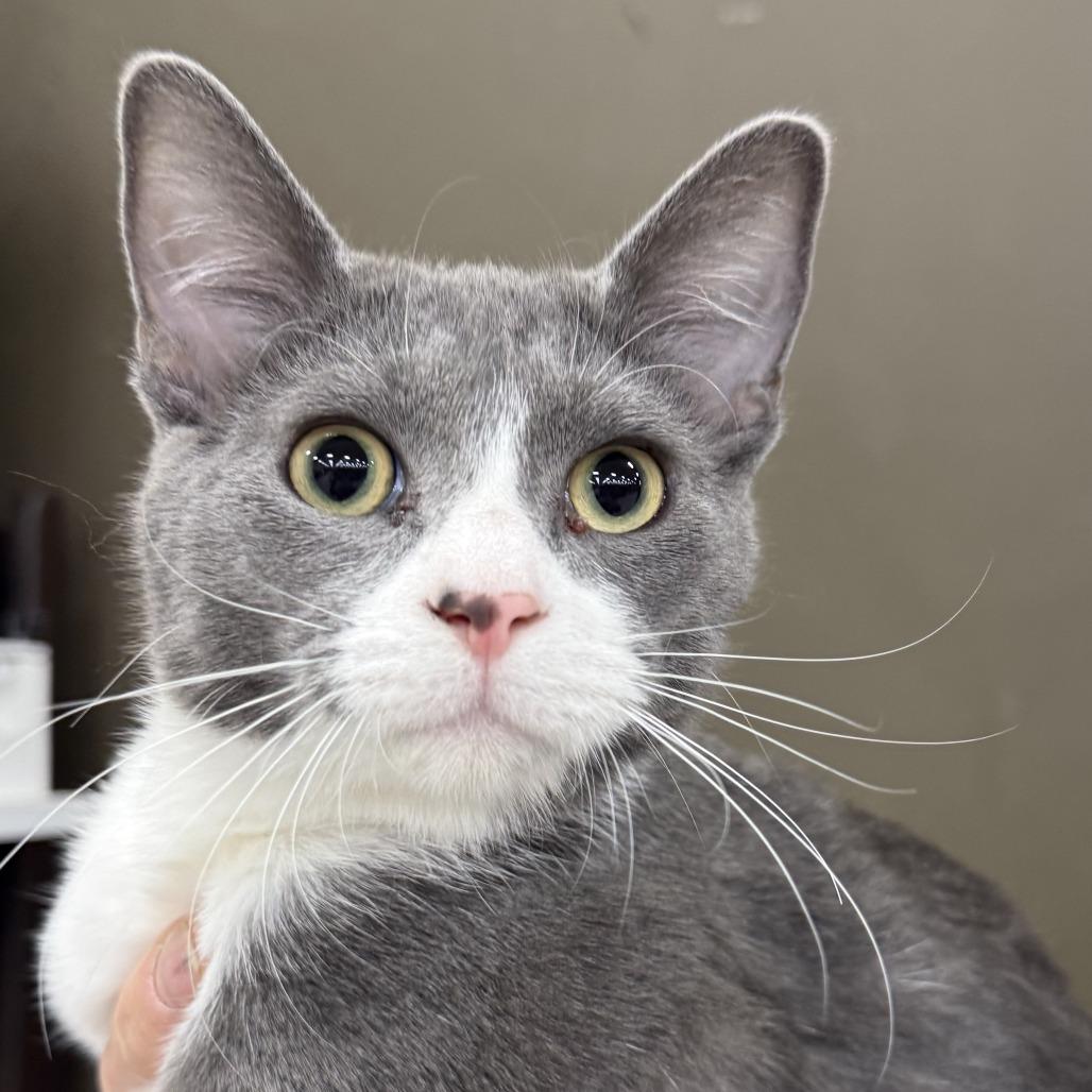 Enlarge Ace, a Adoptable mixed breed in Hopkins, MN image 1/3