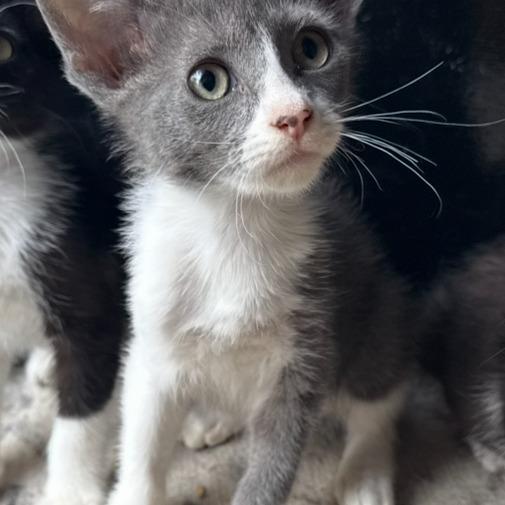 Ace, a Adoptable mixed breed in Grand Rapids, MN image 2/2