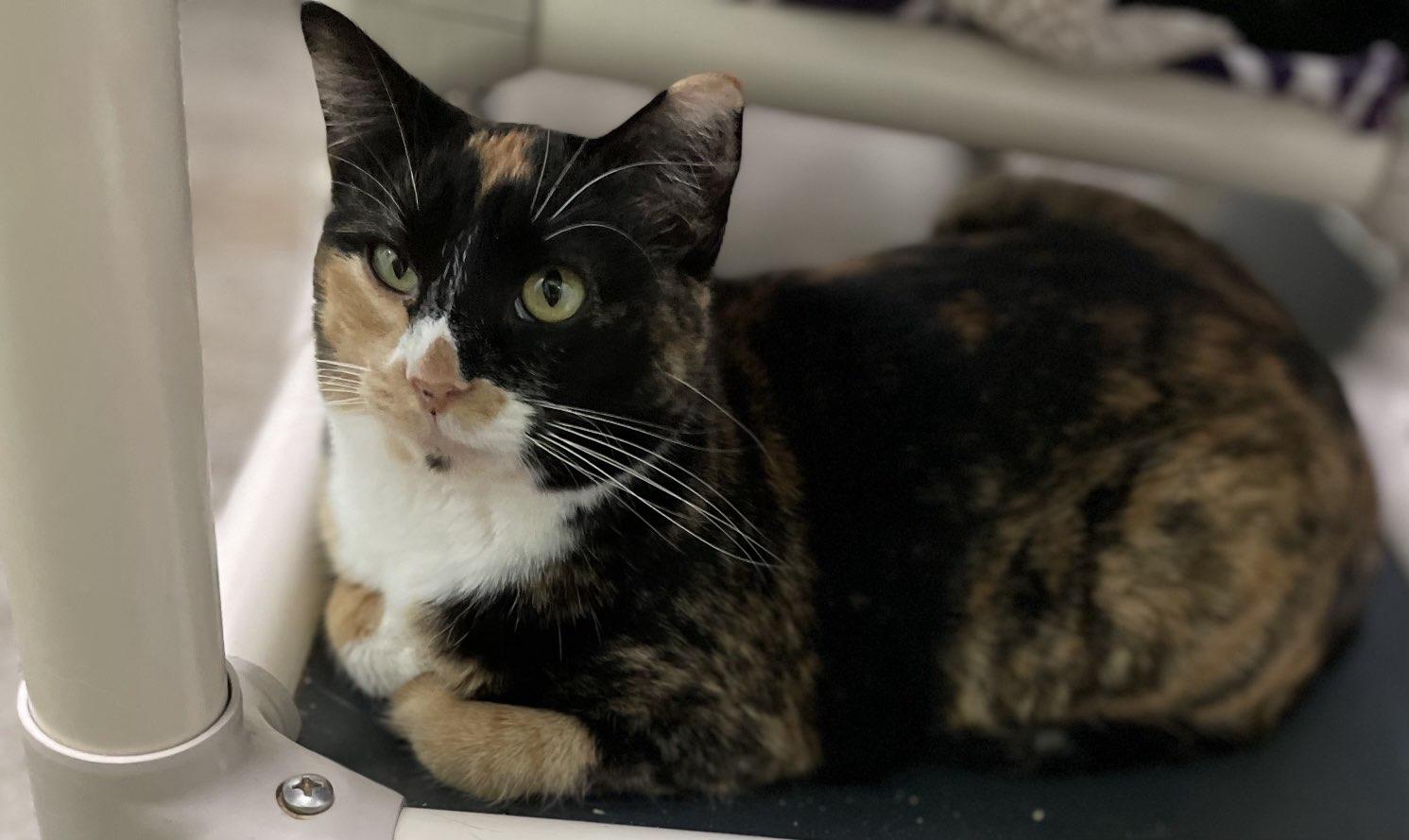 Hope, a Adoptable Domestic Short Hair in Estherville, IA image 1/3