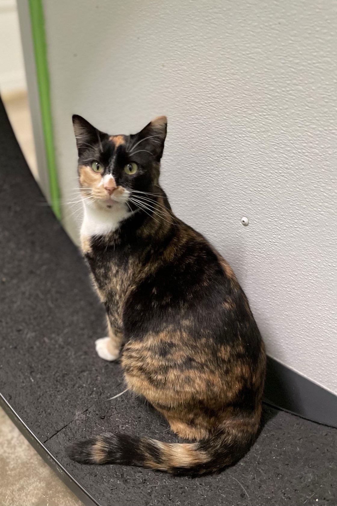 Hope, Adoptable, Adult Female Domestic Short Hair.