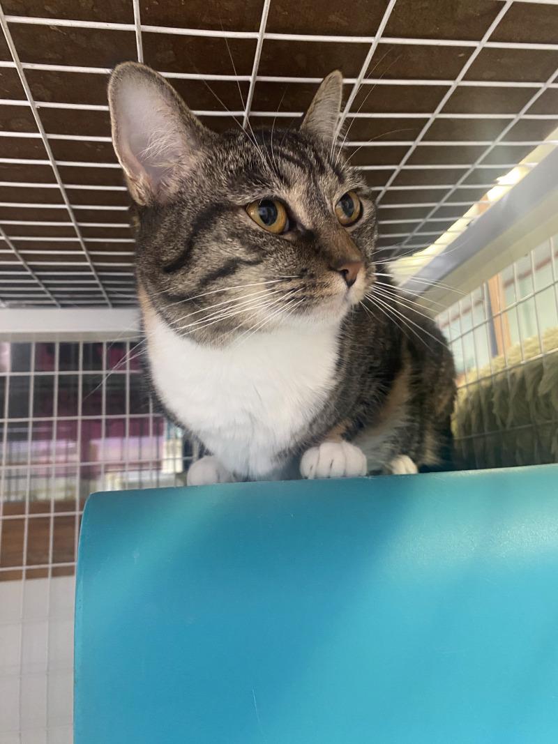 Enlarge Precious, a Adoptable Domestic Short Hair in Cortland, NY image 1/4