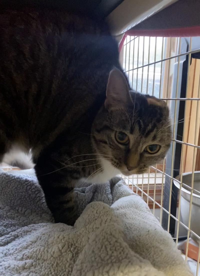Enlarge Precious, a Adoptable Domestic Short Hair in Cortland, NY image 2/4
