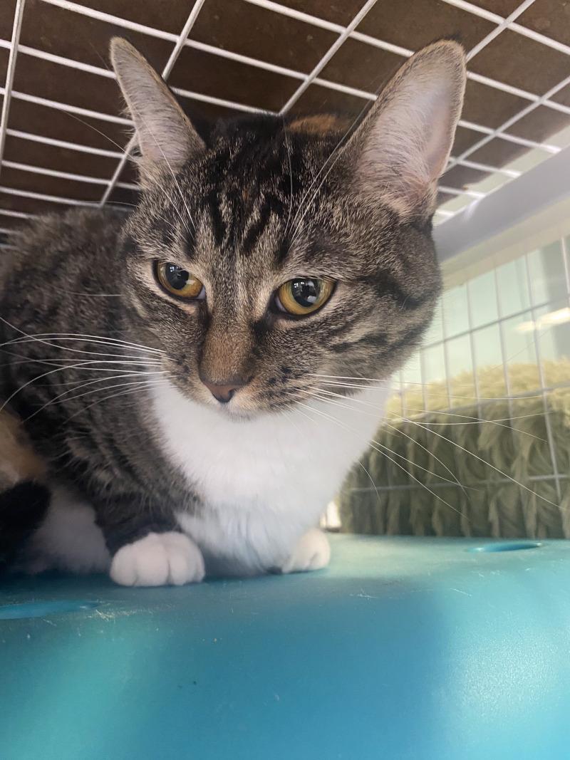 Enlarge Precious, a Adoptable Domestic Short Hair in Cortland, NY image 3/4