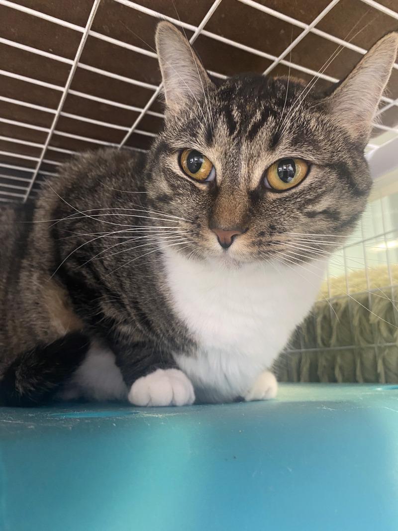 Enlarge Precious, a Adoptable Domestic Short Hair in Cortland, NY image 4/4