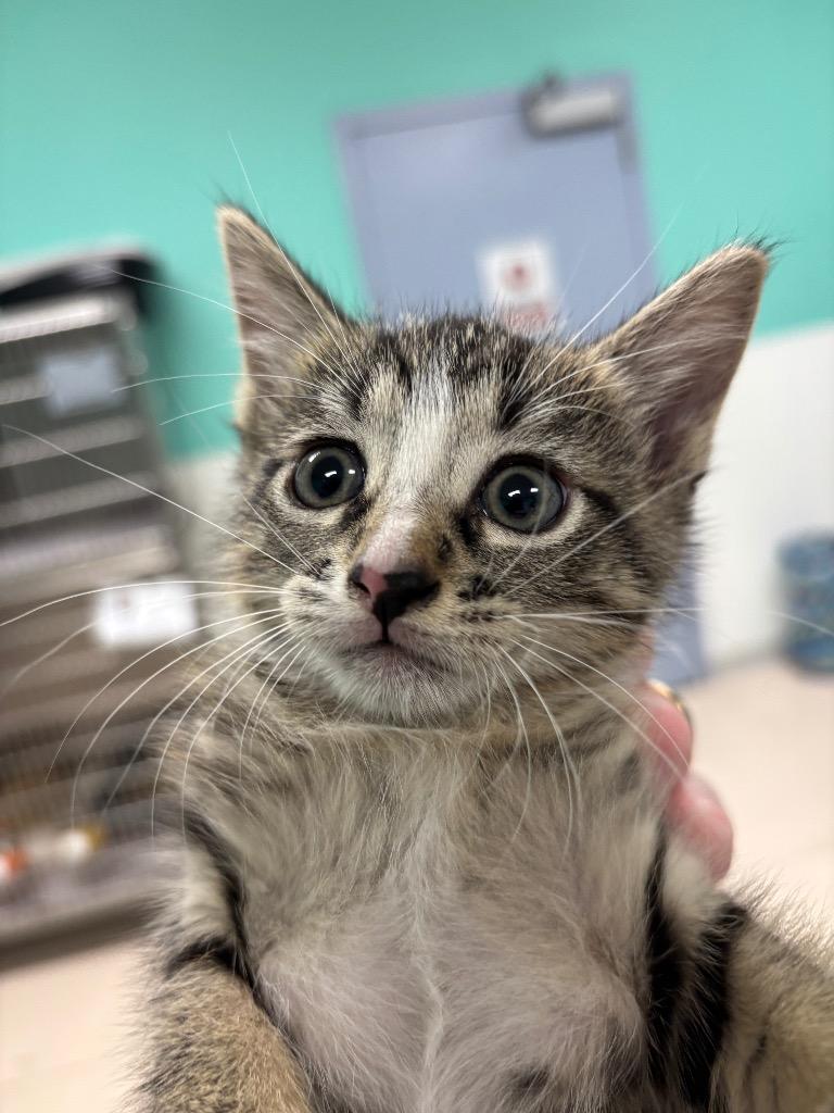 BETTY, Adoptable, Kitten Female Domestic Medium Hair.