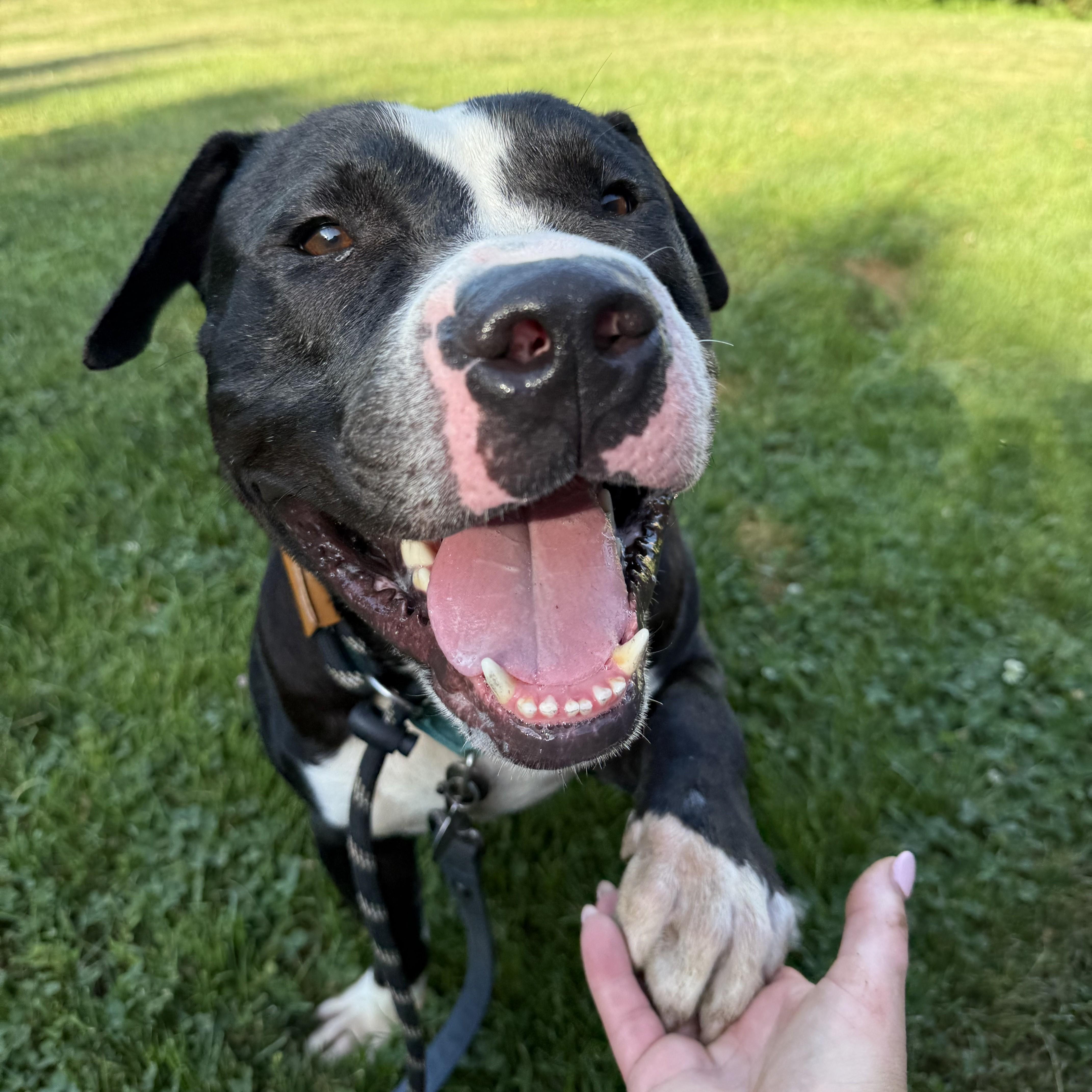 Enlarge Joker, a ADOPTABLE mixed breed in Phoenixville, PA image 1/6