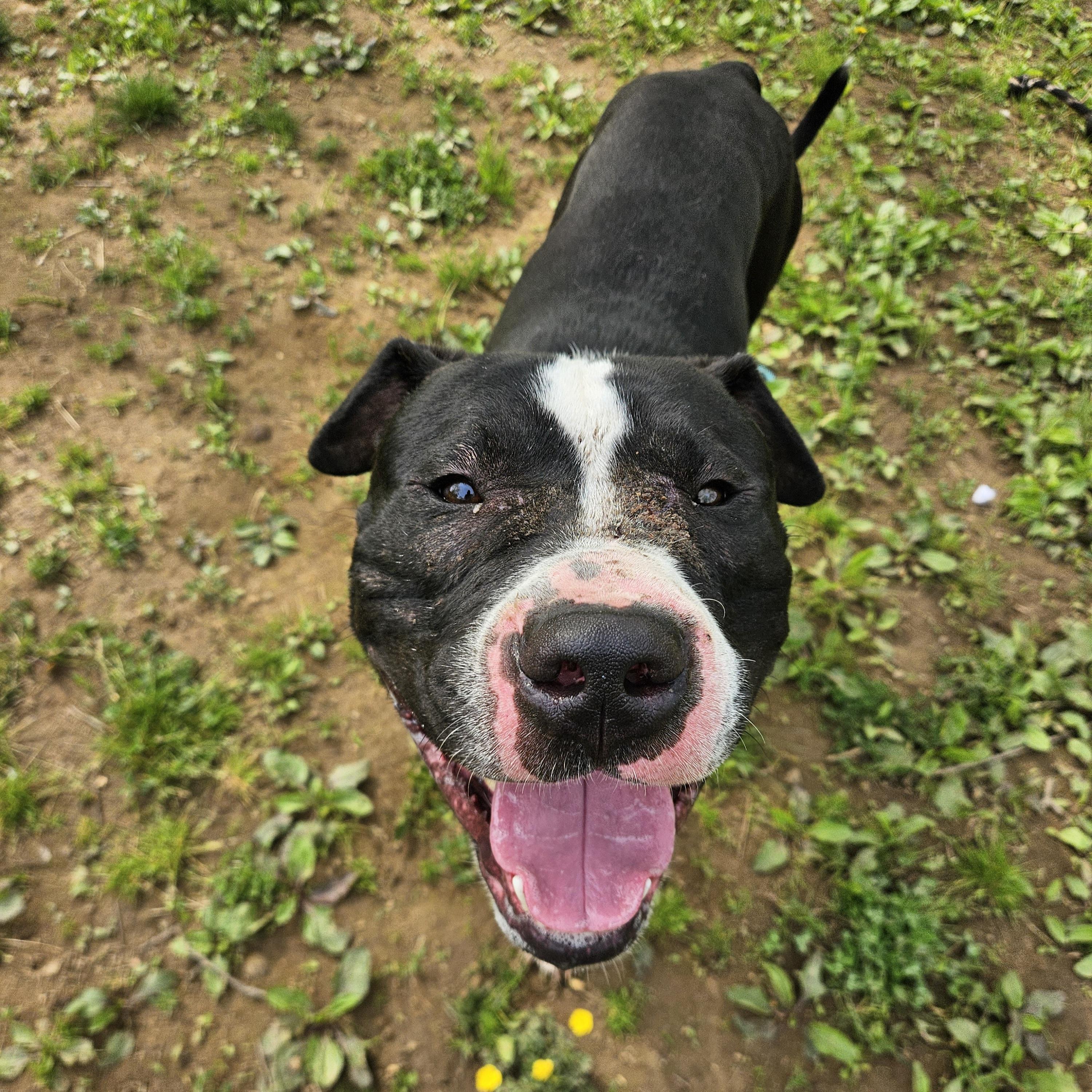 Enlarge Joker, a ADOPTABLE mixed breed in Phoenixville, PA image 6/6