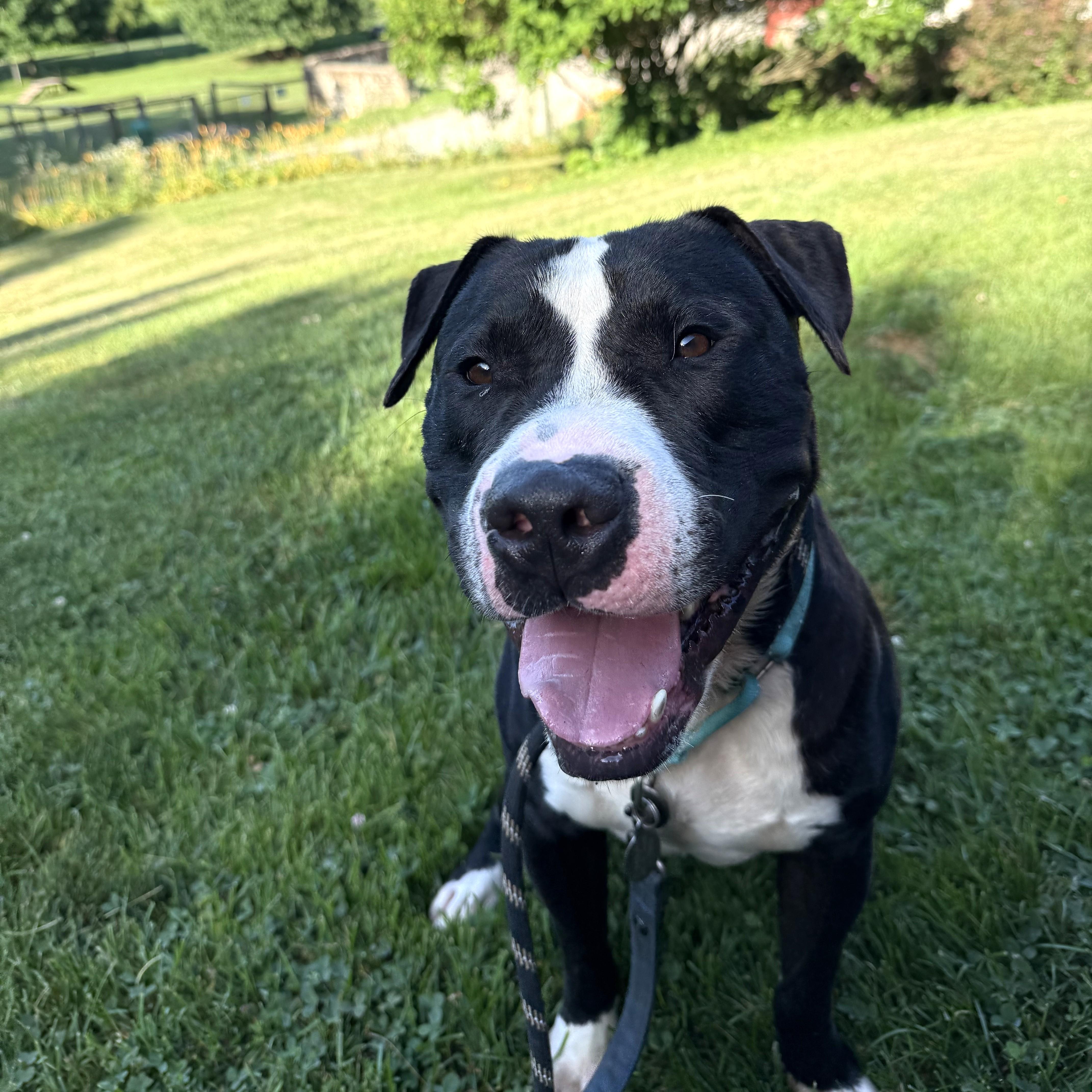 Enlarge Joker, a ADOPTABLE mixed breed in Phoenixville, PA image 5/6
