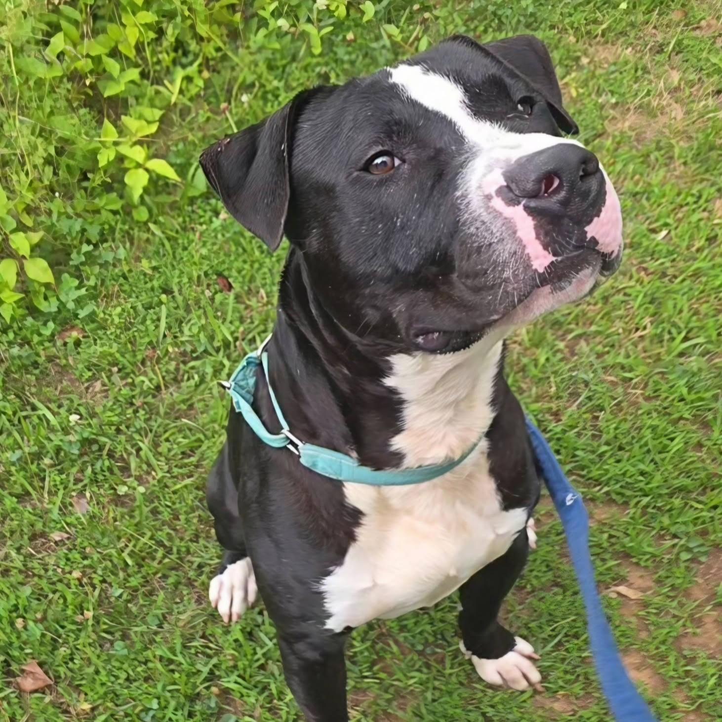 Enlarge Joker, a ADOPTABLE mixed breed in Phoenixville, PA image 3/6