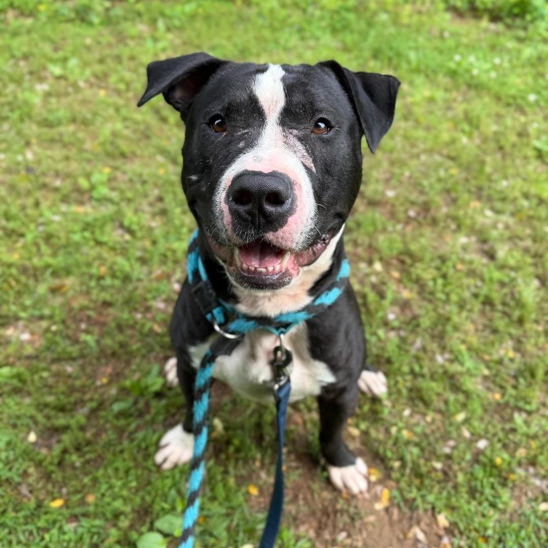Enlarge Joker, a ADOPTABLE mixed breed in Phoenixville, PA image 2/6