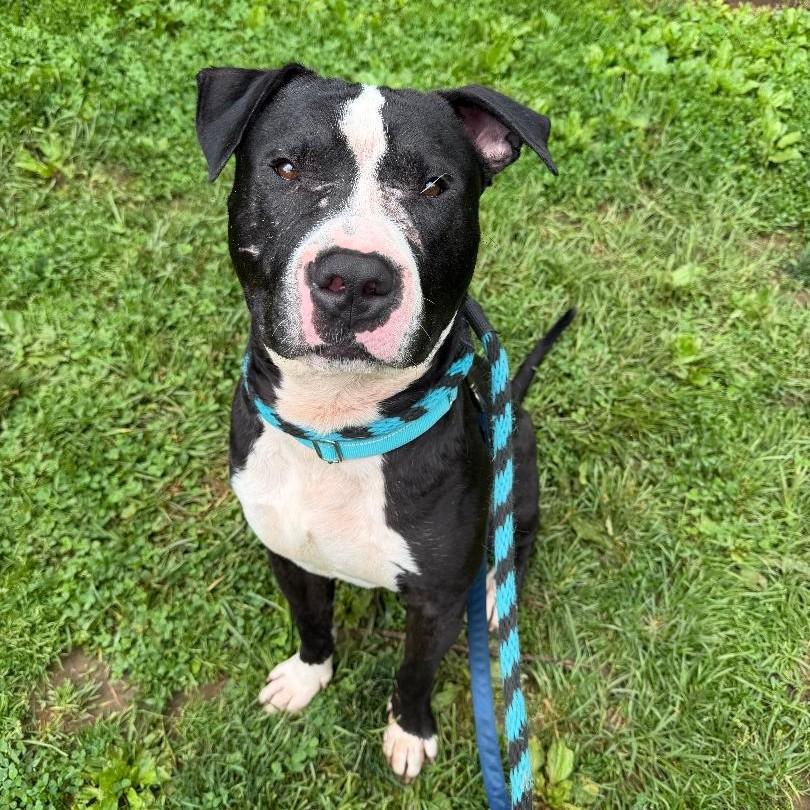 Enlarge Joker, a ADOPTABLE mixed breed in Phoenixville, PA image 4/6