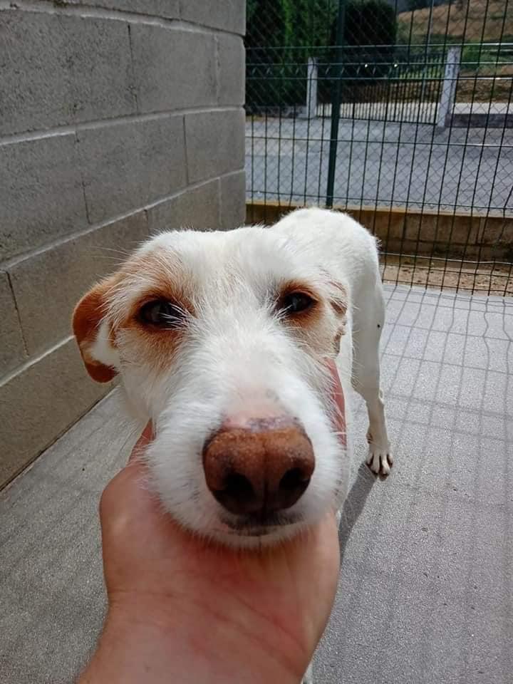 Vester, a Adoptable Portuguese Podengo in Pittsburgh, PA image 4/5