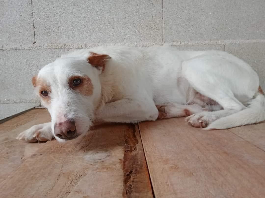 Vester, a Adoptable Portuguese Podengo in Pittsburgh, PA image 5/5