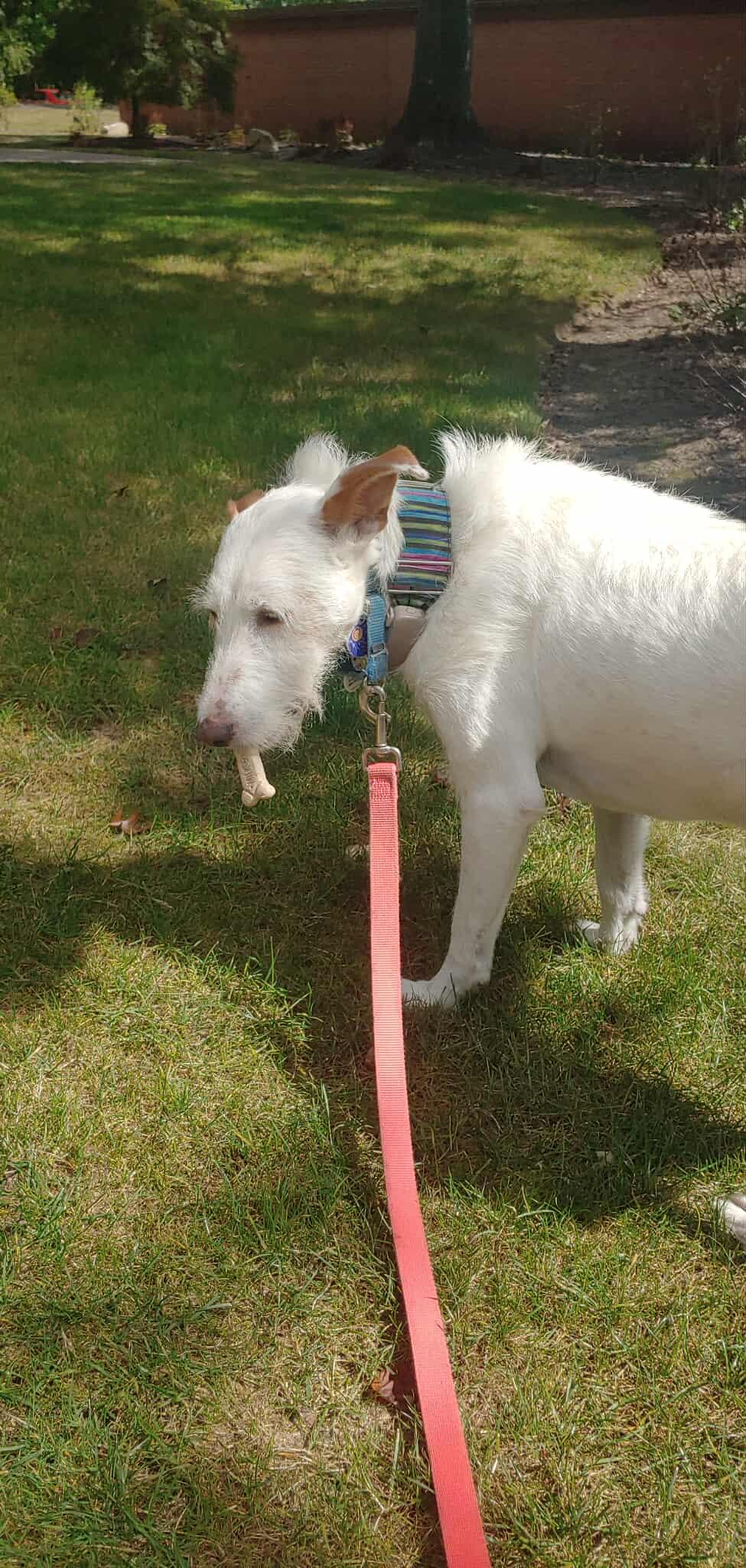 Vester, a Adoptable Portuguese Podengo in Pittsburgh, PA image 3/5