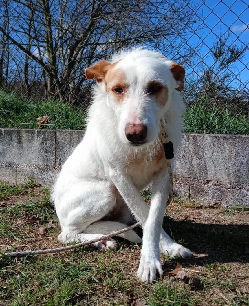 Vester, Adoptable, Adult Male Portuguese Podengo.