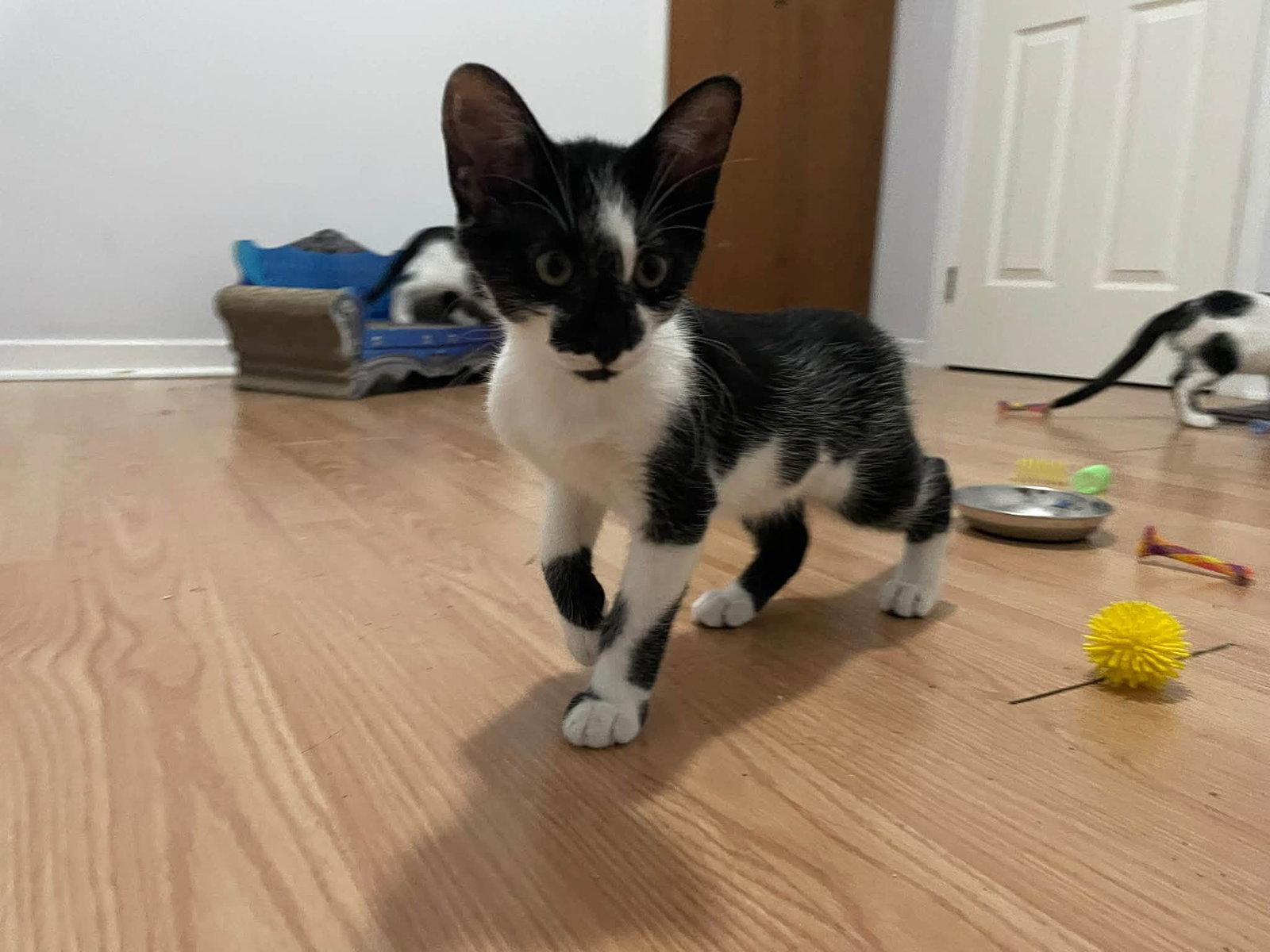 Enlarge Gregory, a Adoptable Domestic Short Hair in Orleans, ON image 1/3