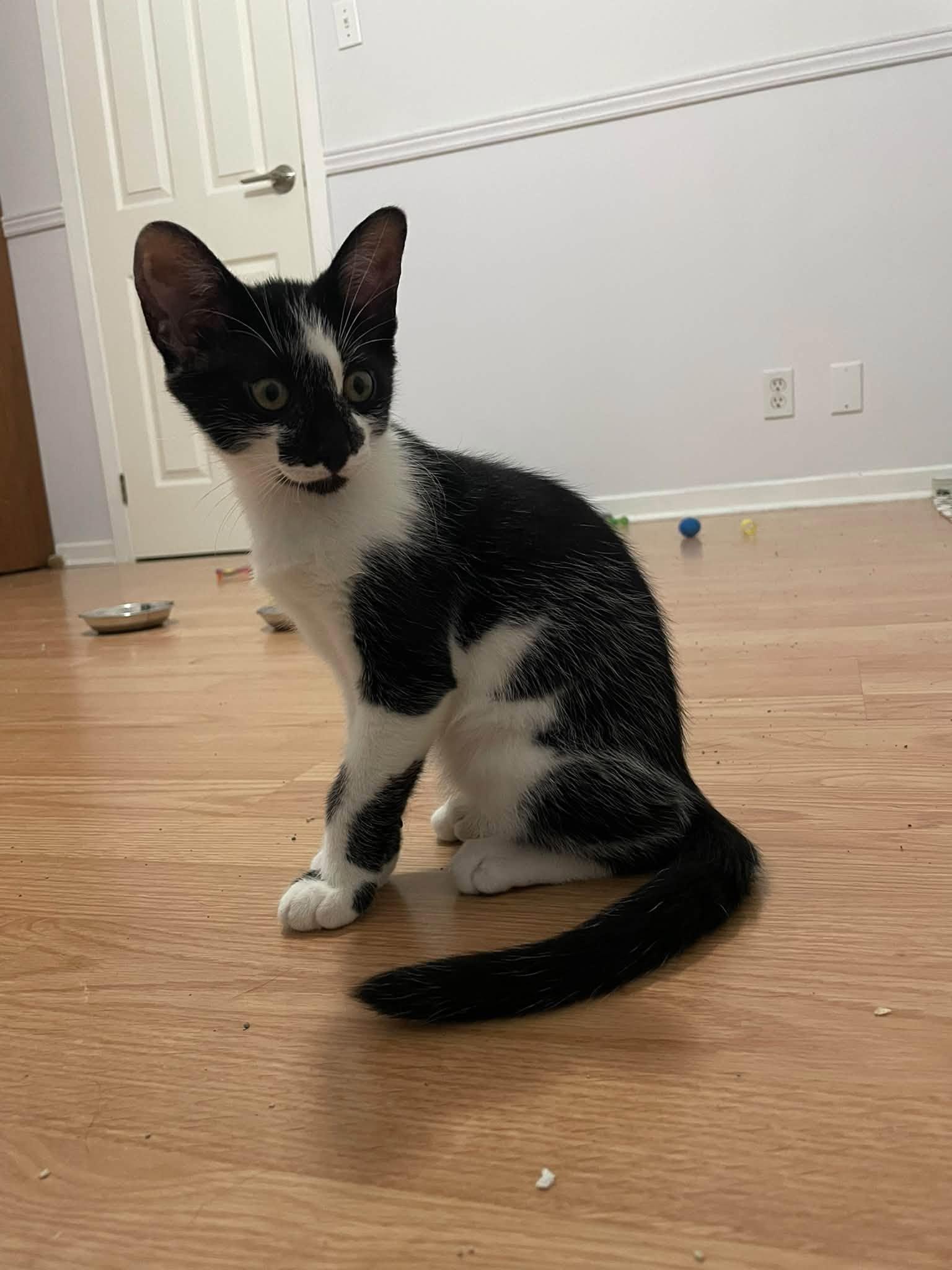 Enlarge Gregory, a Adoptable Domestic Short Hair in Orleans, ON image 2/3