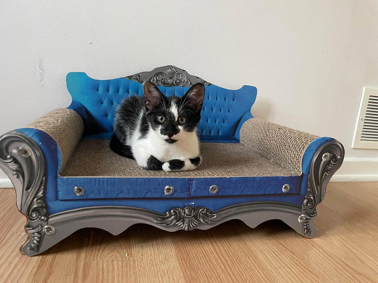 Enlarge Gregory, a Adoptable Domestic Short Hair in Orleans, ON image 3/3