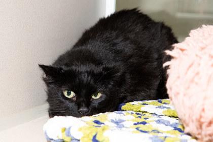 Tearose, Adoptable, Senior Female Domestic Medium Hair & Domestic Short Hair.