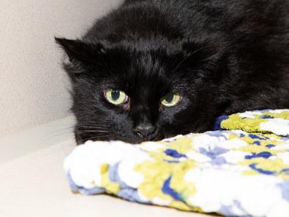 Enlarge Tearose, a Adoptable mixed breed in Longmont, CO image 2/2