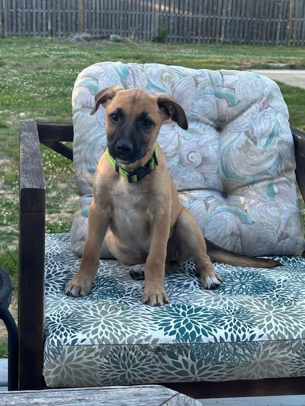 Enlarge Ginger, a ADOPTABLE mixed breed in Collingswood, NJ image 2/4