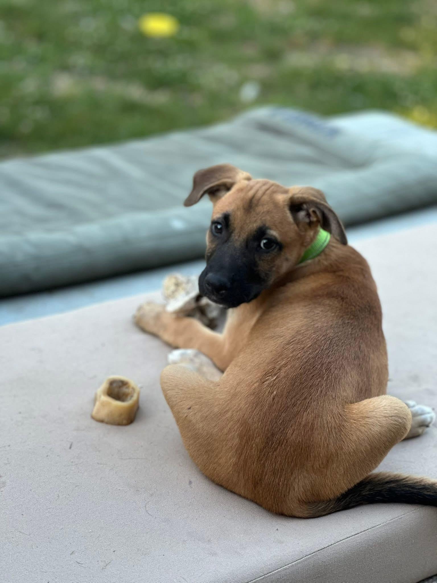 Enlarge Ginger, a ADOPTABLE mixed breed in Collingswood, NJ image 4/4