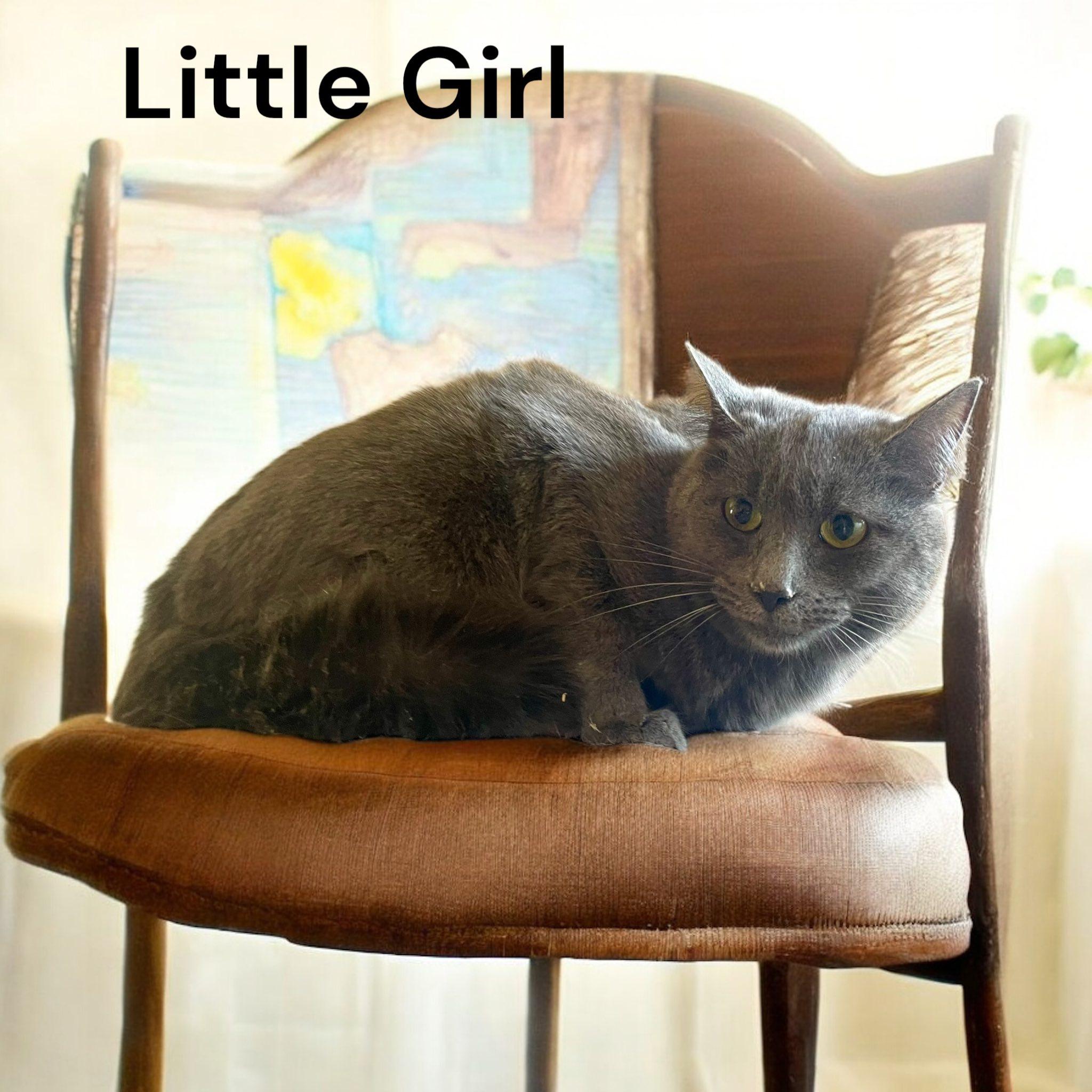 Little Girl, a Adoptable mixed breed in Stratford, CT image 1/2
