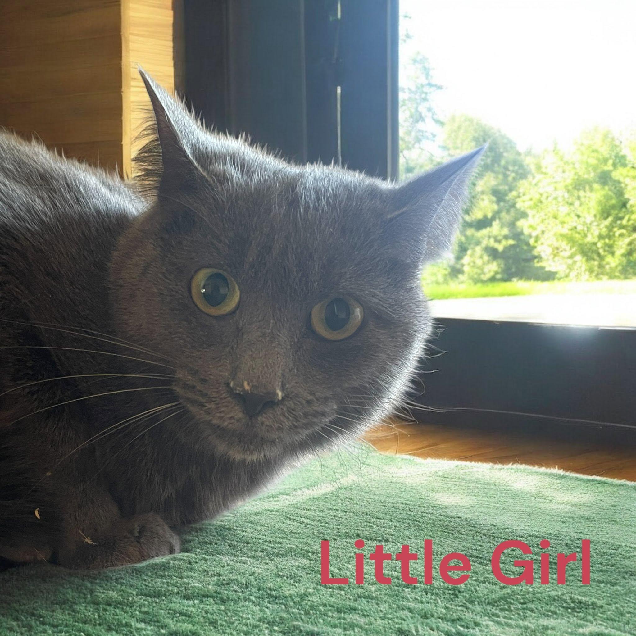Little Girl, a Adoptable mixed breed in Stratford, CT image 2/2