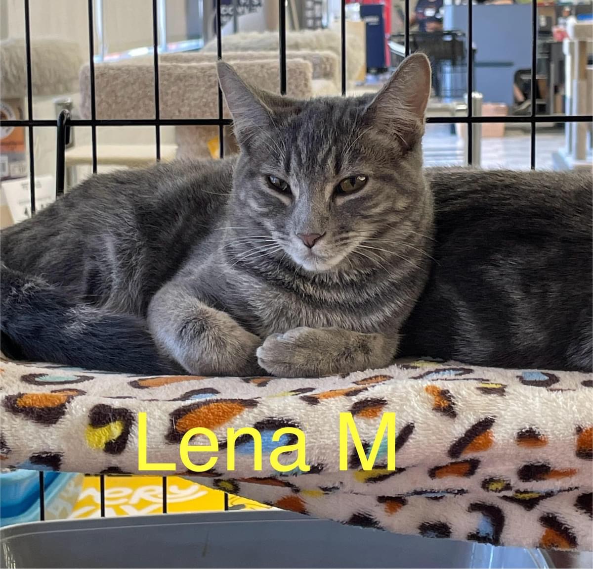 Enlarge Lena M., a Adoptable Domestic Short Hair in Sacramento, CA image 1/1