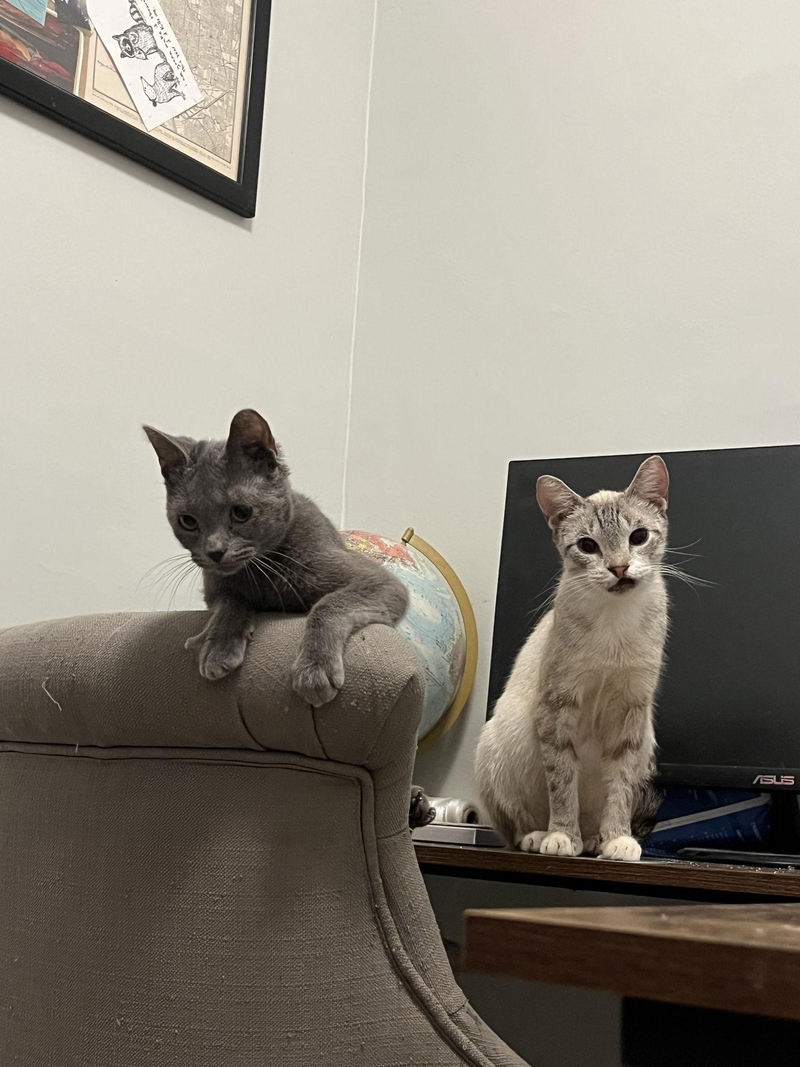 Enlarge Toulouse, a Adoptable Domestic Short Hair in Tonawanda, NY image 1/3