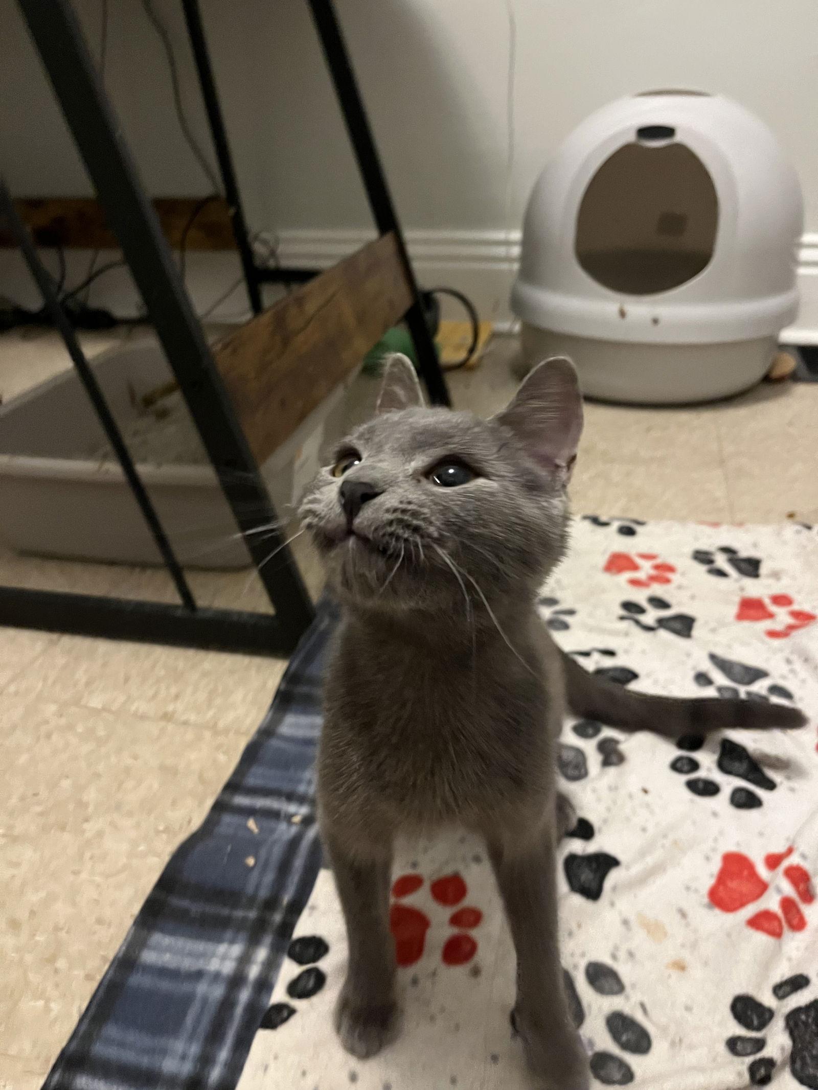 Enlarge Toulouse, a Adoptable Domestic Short Hair in Tonawanda, NY image 2/3