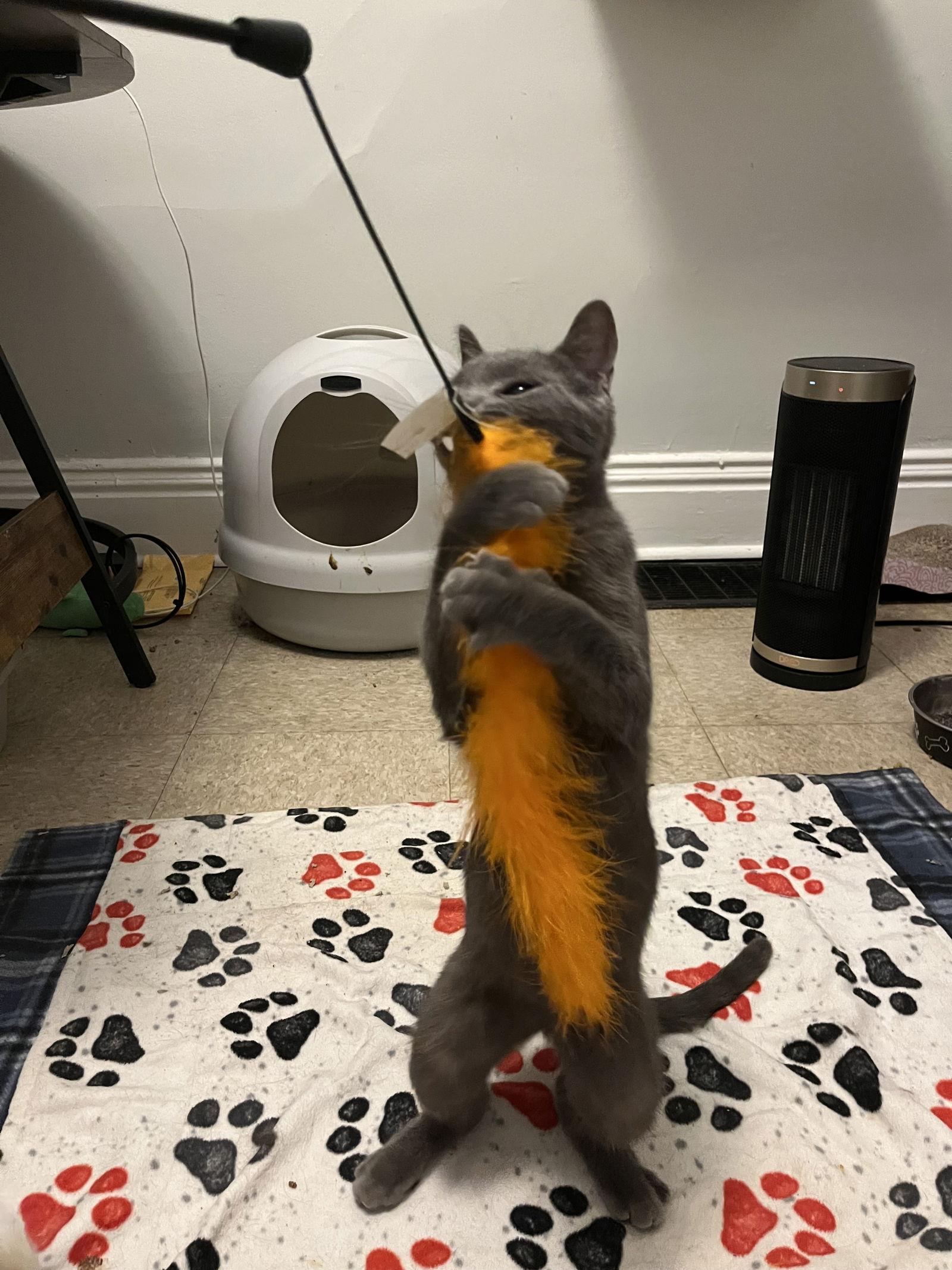 Enlarge Toulouse, a Adoptable Domestic Short Hair in Tonawanda, NY image 3/3