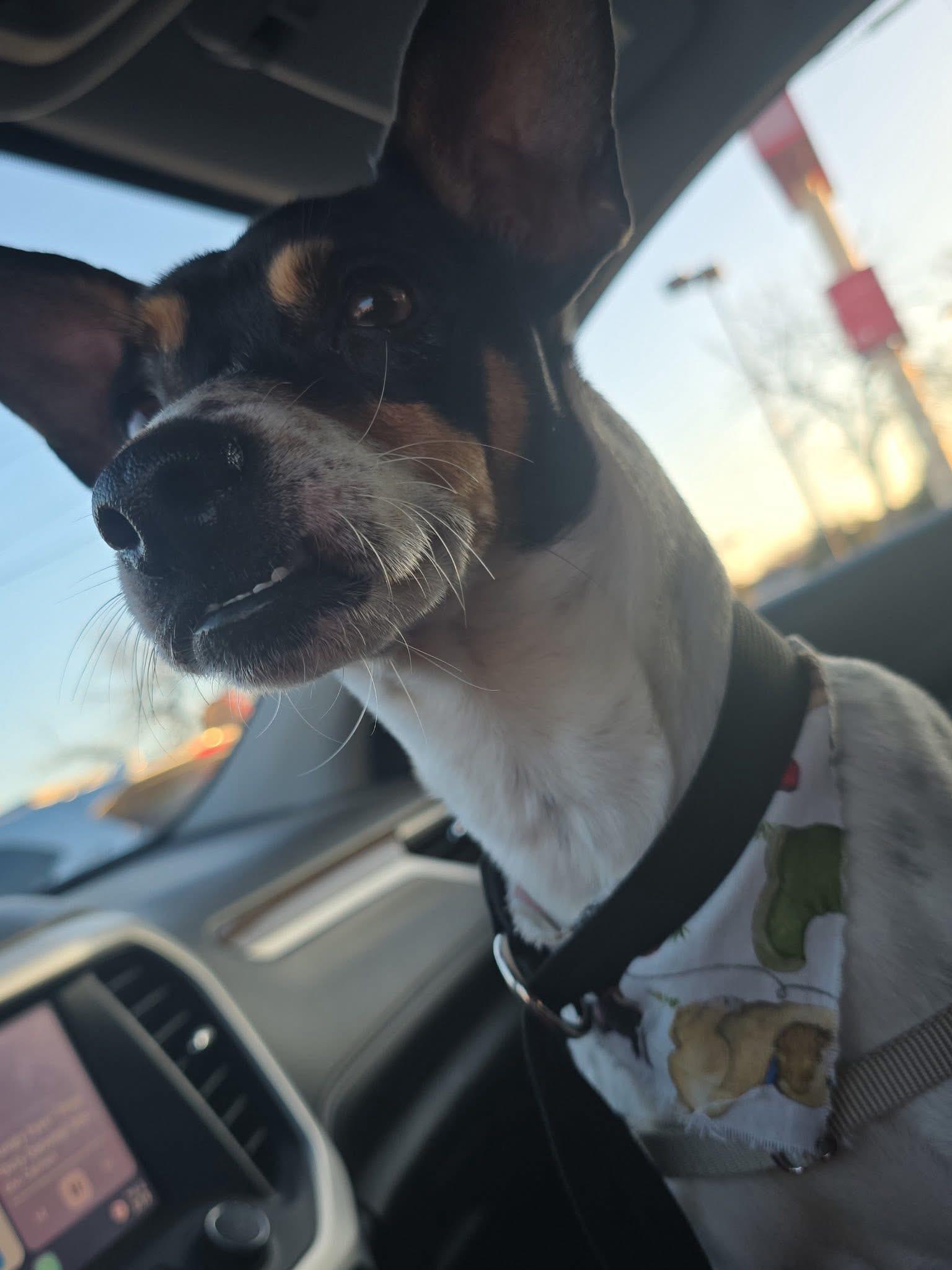 Albany , a Adoptable mixed breed in Branson, MO image 4/6
