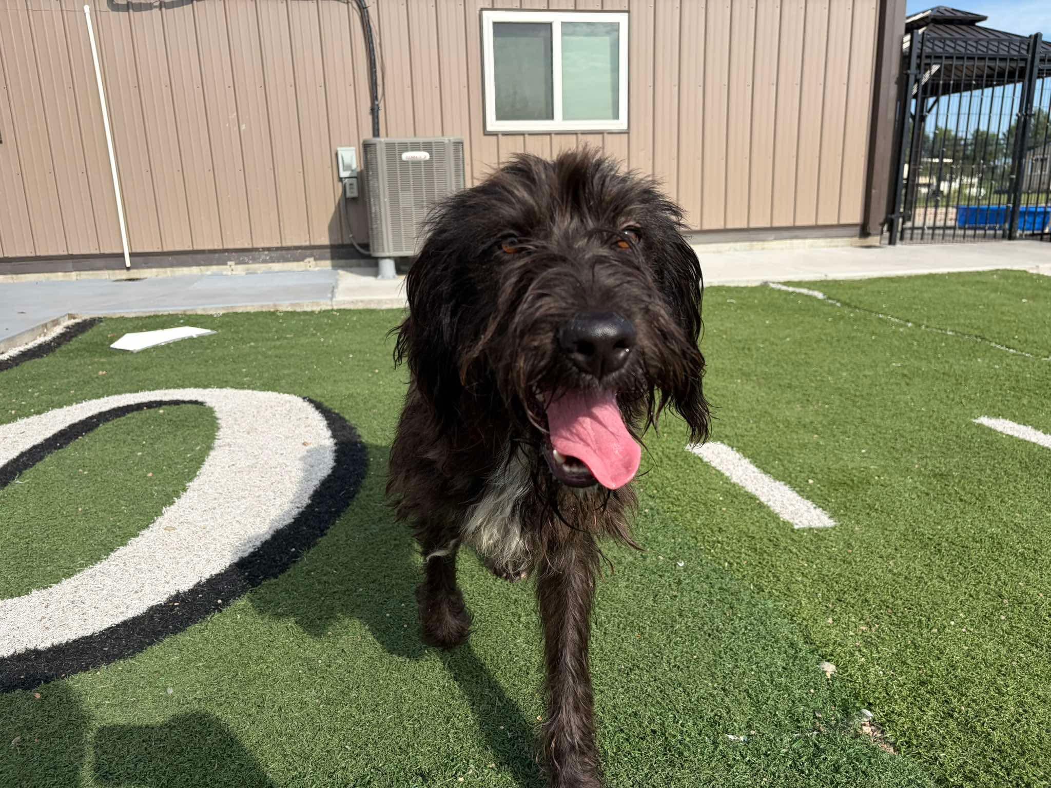 Yankee, Adoptable, Young Male Poodle.