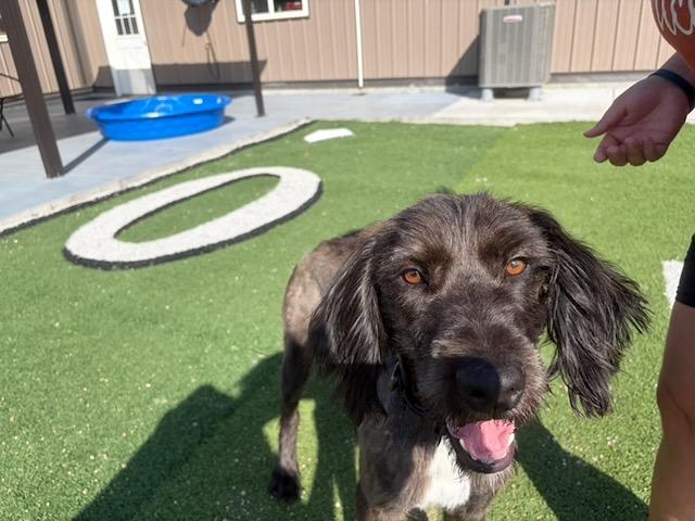 Yankee, Adoptable, Young Male Poodle.