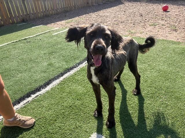 Enlarge Yankee, a Adoptable mixed breed in Seward, NE image 2/3