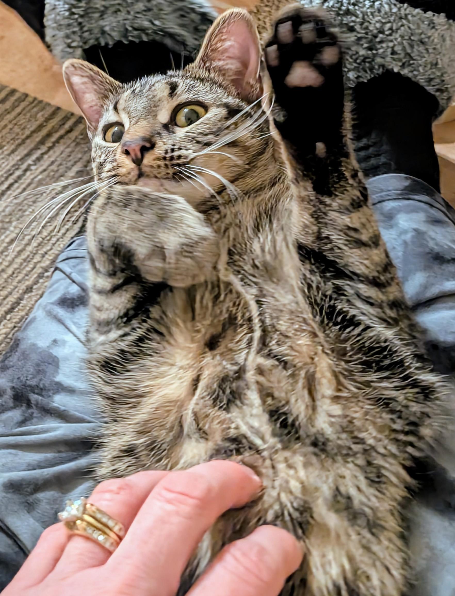 Enlarge Meatloaf, a ADOPTABLE mixed breed in Bolingbrook, IL image 5/5