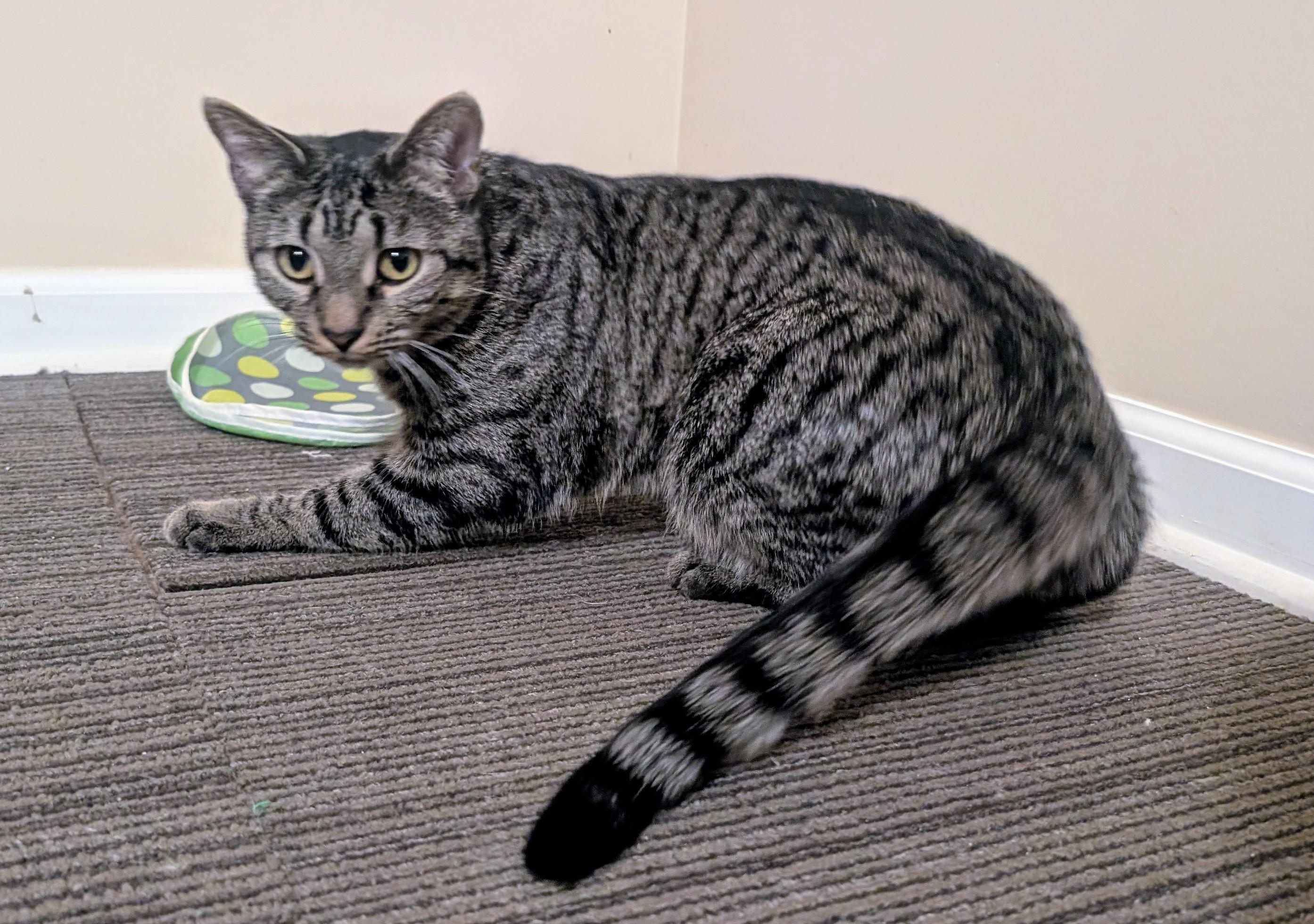 Enlarge Meatloaf, a ADOPTABLE mixed breed in Bolingbrook, IL image 2/5