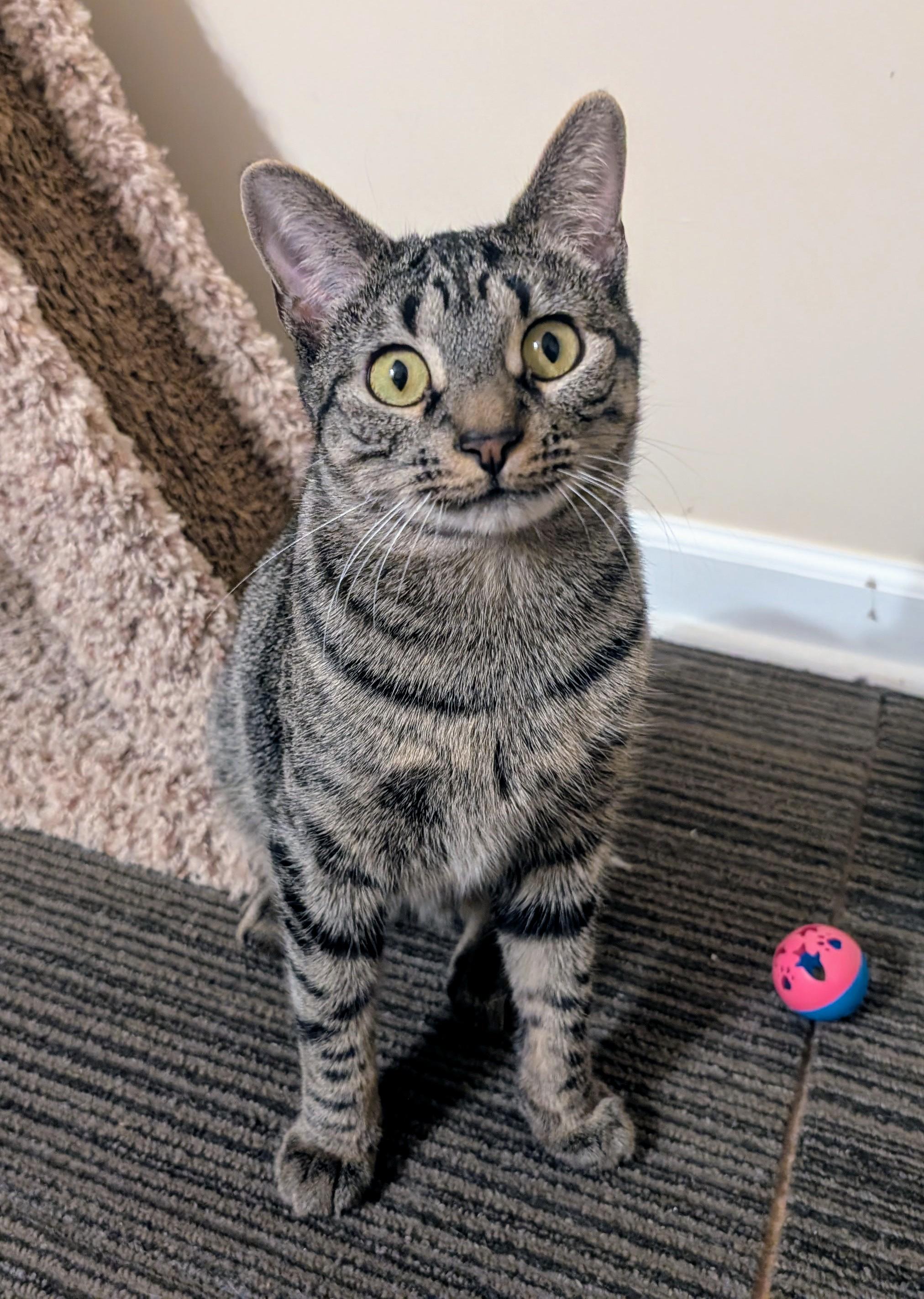 Enlarge Meatloaf, a ADOPTABLE mixed breed in Bolingbrook, IL image 3/5