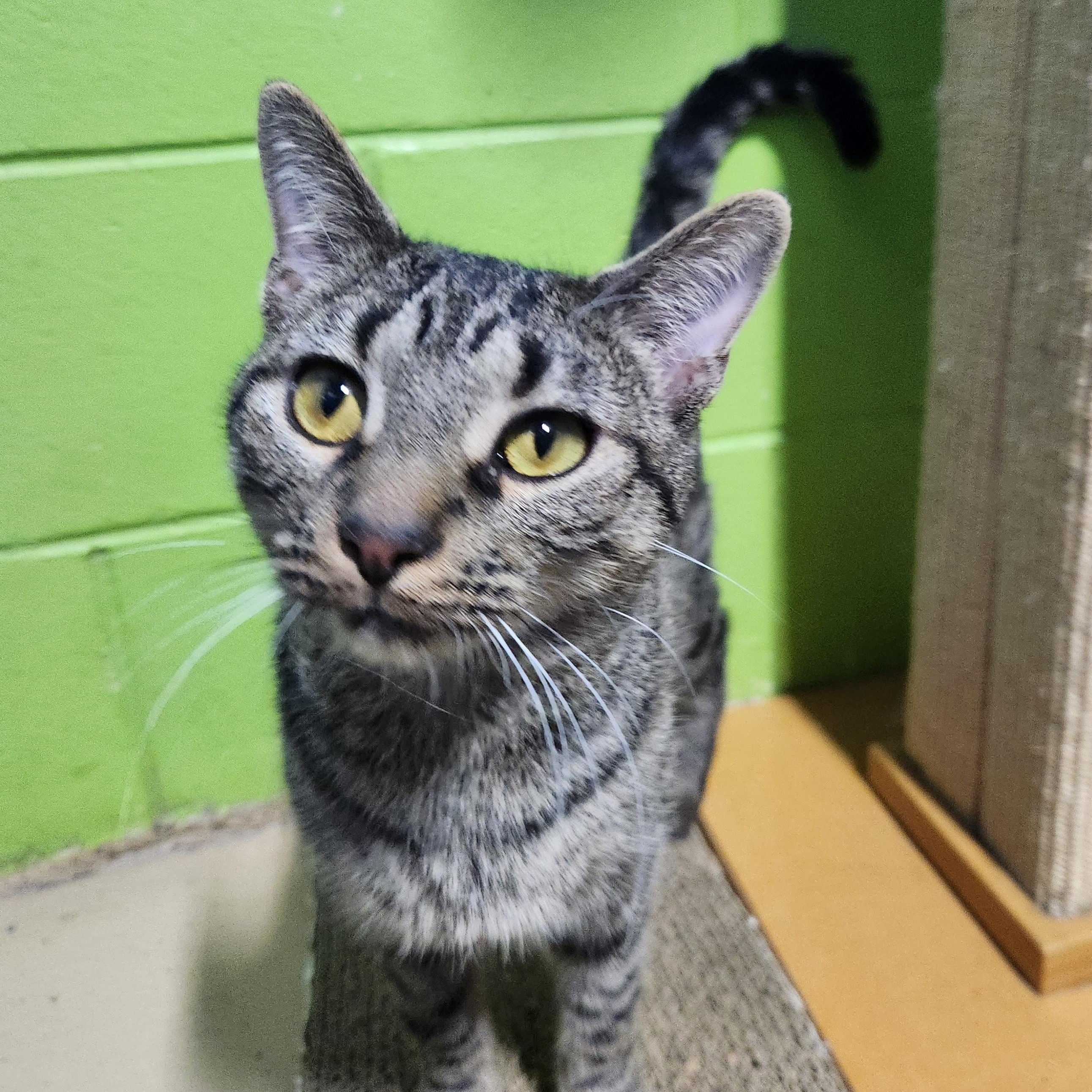 Enlarge Meatloaf, a ADOPTABLE mixed breed in Bolingbrook, IL image 1/1
