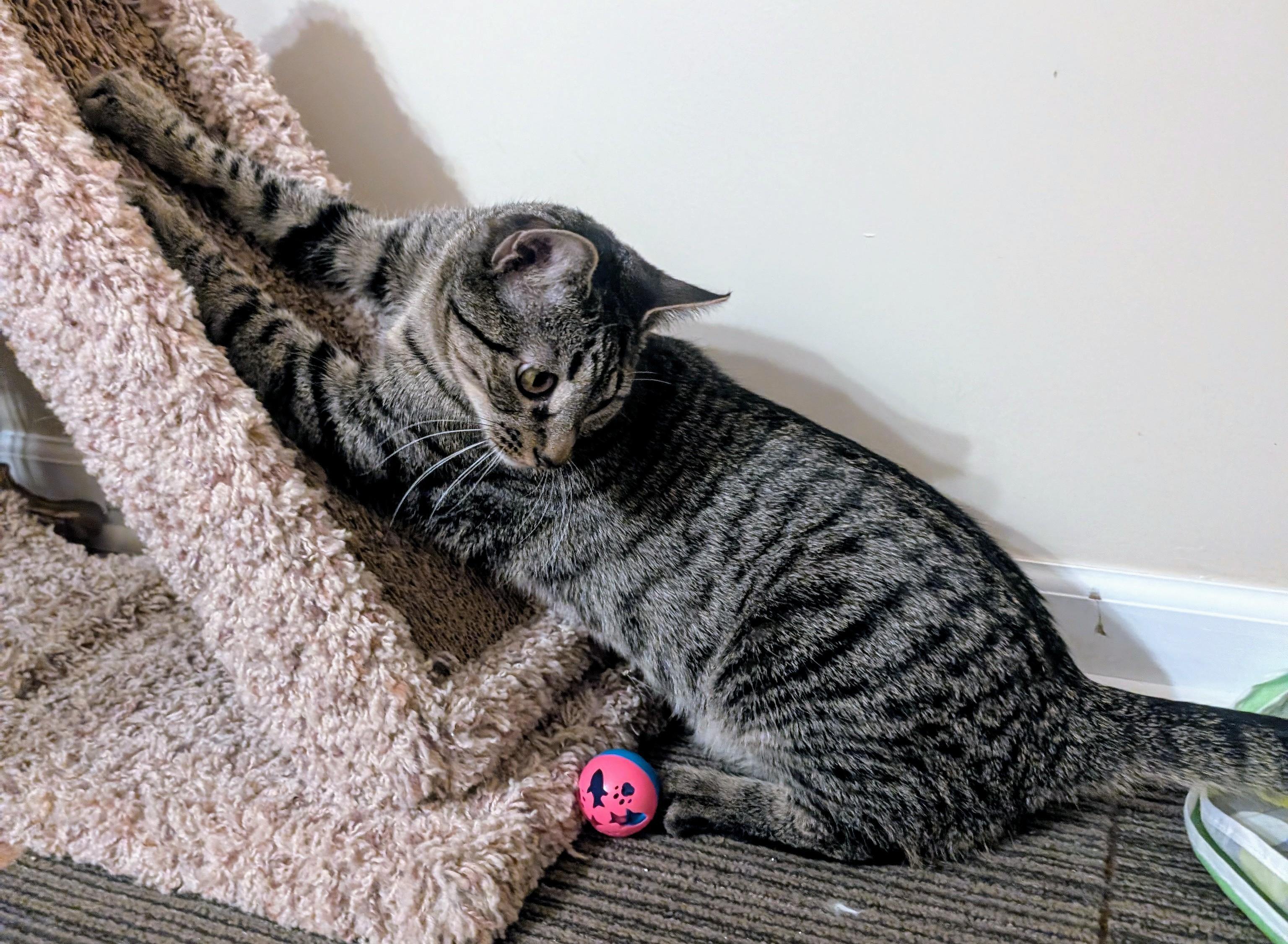 Enlarge Meatloaf, a ADOPTABLE mixed breed in Bolingbrook, IL image 4/5