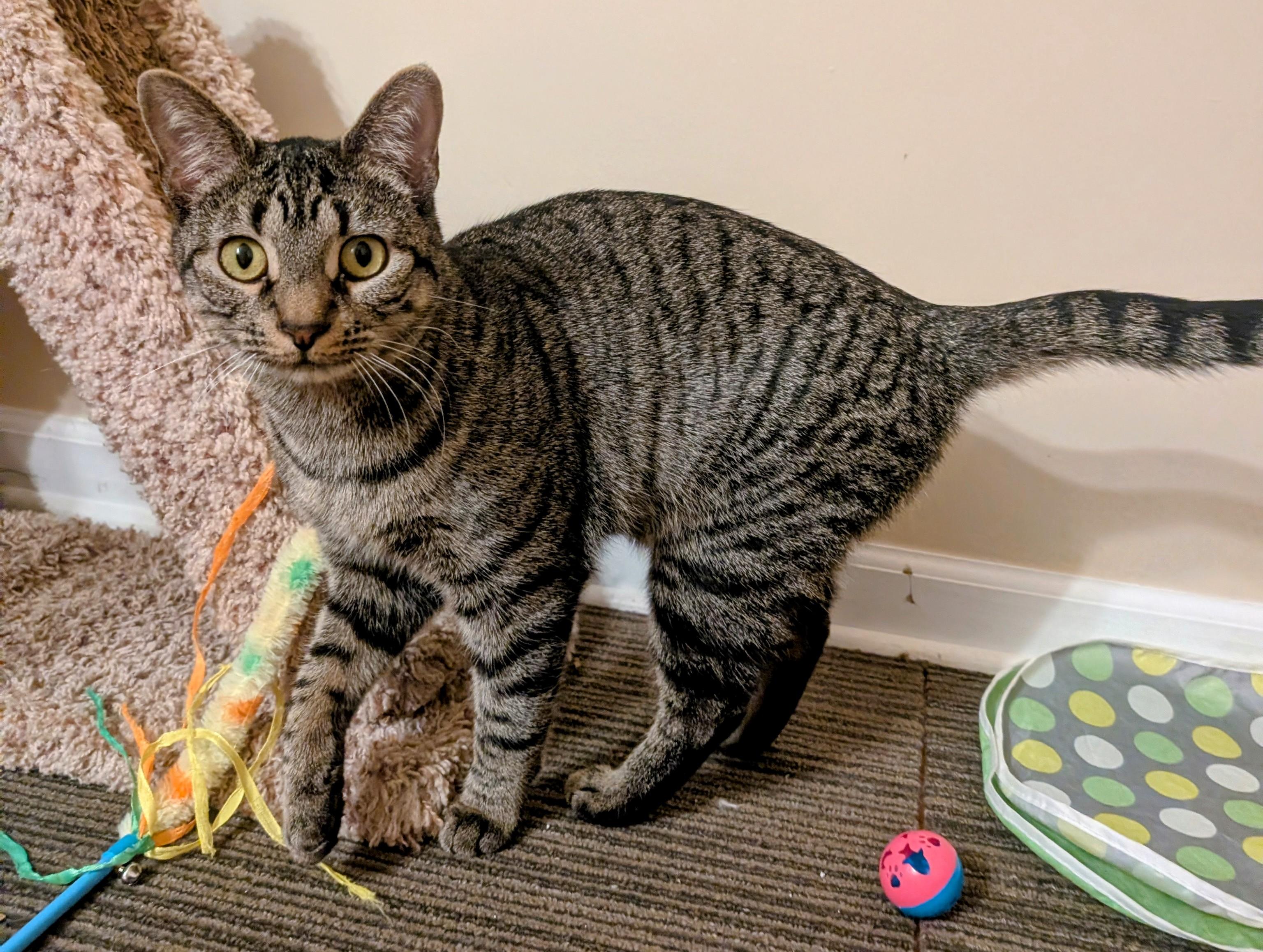 Meatloaf, ADOPTABLE, Adult Male Domestic Short Hair & Tabby.