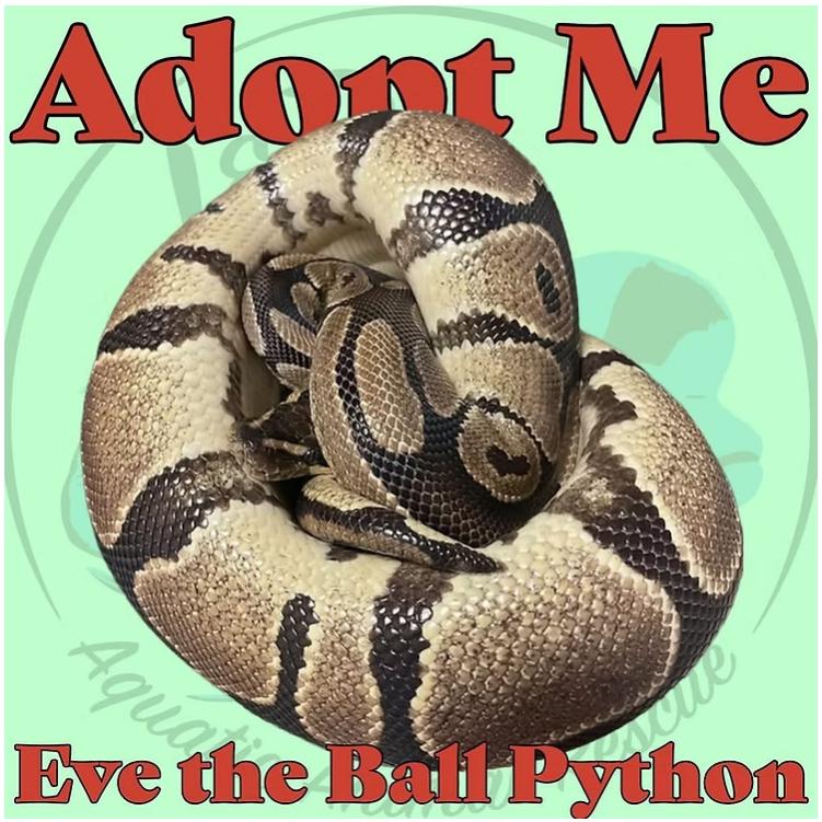 Enlarge Eve the Classic Ball Python, a Adoptable Ball Python in Neenah, WI image 1/1