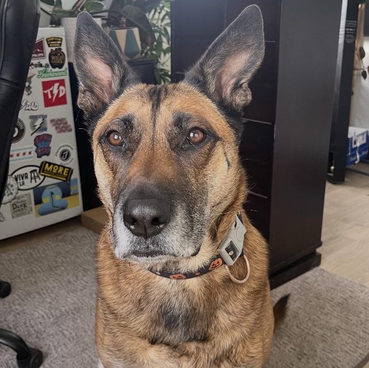 Bruno, ADOPTABLE, Adult Male Belgian Shepherd / Malinois.