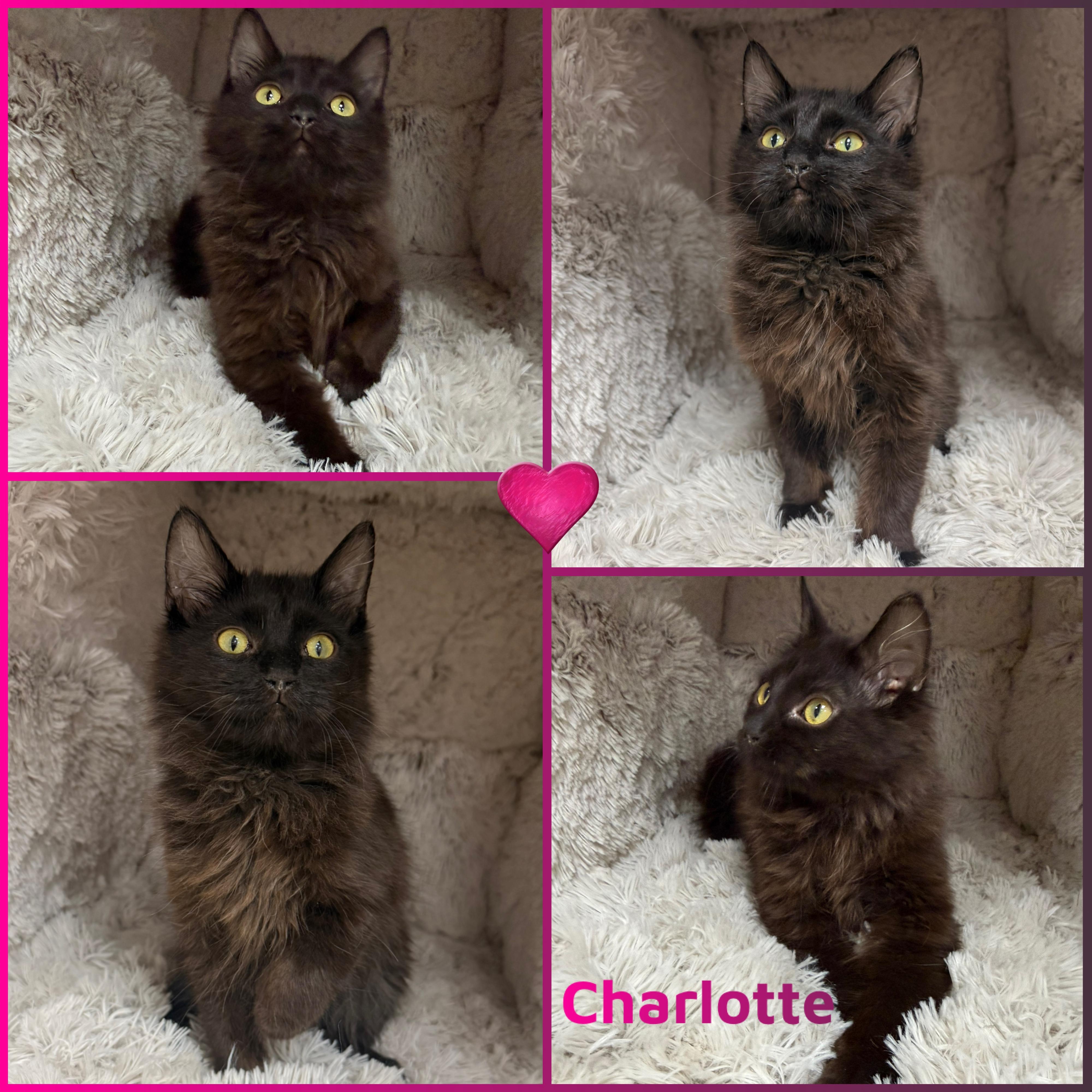 Enlarge Charlotte, a ADOPTABLE Domestic Long Hair in Louisville, KY image 1/1