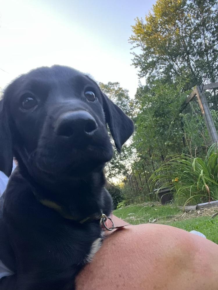 Daytime / Dex, Adopted, Puppy Male Labrador Retriever & Mixed Breed.